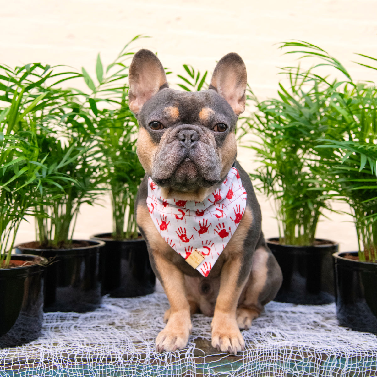 🎃 HALLOWEEN DEAL 🎃 Chamaedorea Elegans 'Parlour Palm' – Moose Plant Shop