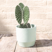 Load image into Gallery viewer, Opuntia Pylana/Pailana ‘Bunny Ears Cactus’
