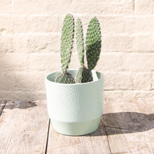 Load image into Gallery viewer, Opuntia Pylana/Pailana ‘Bunny Ears Cactus’
