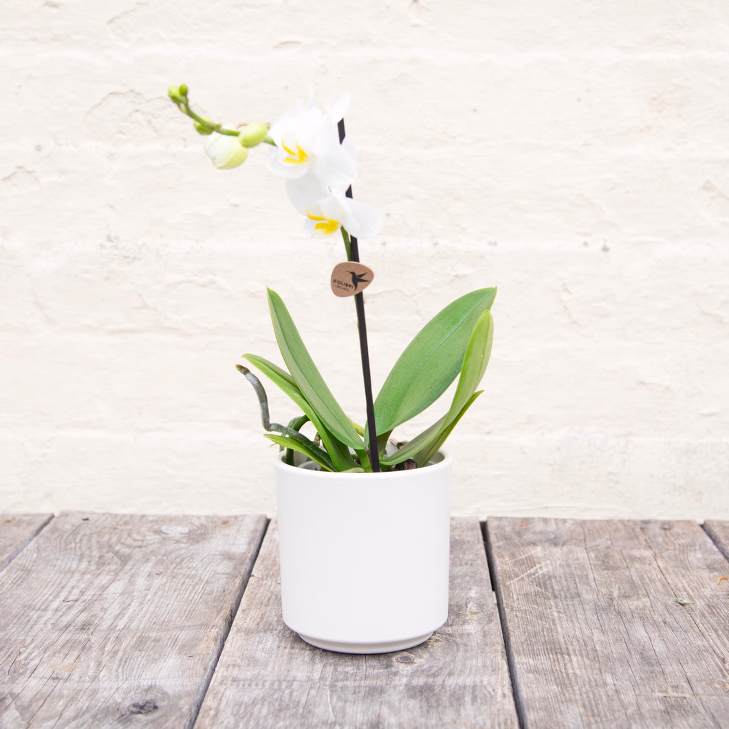 Phalaenopsis 'Moth Orchid' & Pot