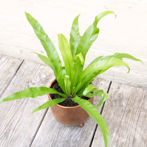 Asplenium Antiquum 'Osaka' - Bird's Nest Fern