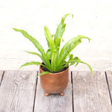 Load image into Gallery viewer, Asplenium Antiquum &#39;Osaka&#39; - Bird&#39;s Nest Fern
