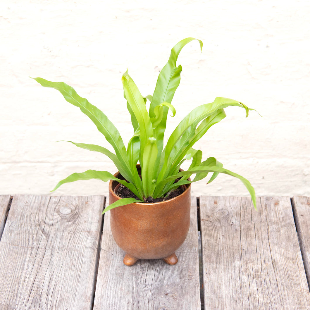 Asplenium Antiquum 'Osaka' - Bird's Nest Fern