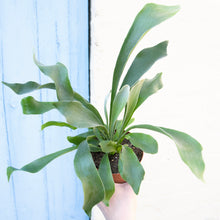 Load image into Gallery viewer, Platycerium &#39;Staghorn Fern&#39;
