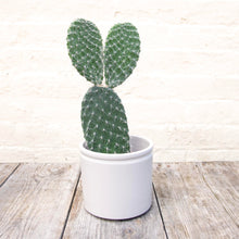 Load image into Gallery viewer, Opuntia Pylana/Pailana ‘Bunny Ears Cactus’
