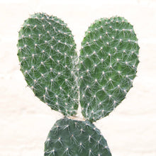 Load image into Gallery viewer, Opuntia Pylana/Pailana ‘Bunny Ears Cactus’
