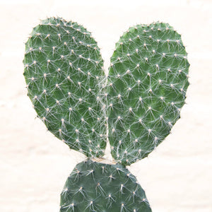 Opuntia Pylana/Pailana ‘Bunny Ears Cactus’