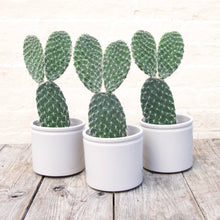 Load image into Gallery viewer, Opuntia Pylana/Pailana ‘Bunny Ears Cactus’
