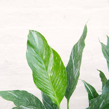 Load image into Gallery viewer, Spathiphyllum Diamond &#39;Variegated Peace Lily&#39;
