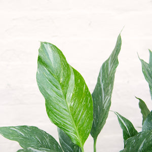 Spathiphyllum Diamond 'Variegated Peace Lily'