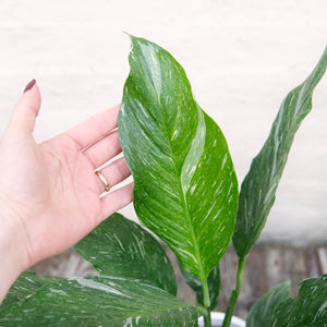 Spathiphyllum Diamond 'Variegated Peace Lily'