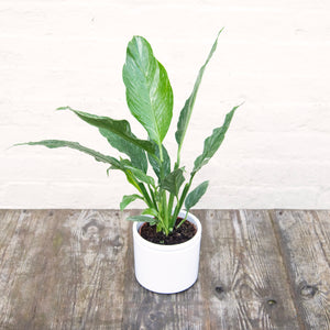 Spathiphyllum Diamond 'Variegated Peace Lily'