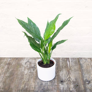 Spathiphyllum Diamond 'Variegated Peace Lily'