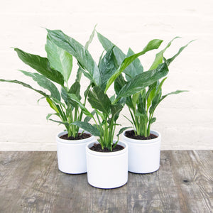 Spathiphyllum Diamond 'Variegated Peace Lily'