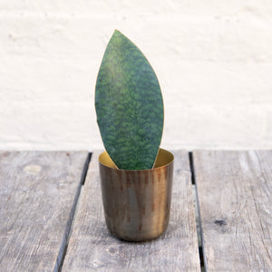 Sansevieria Masoniana 'Victoria' (Whale Fin)