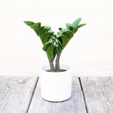 Load image into Gallery viewer, White Ceramic Plant Pot
