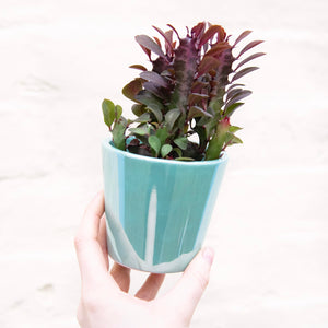 Aqua Daira Plant Pot 8cm