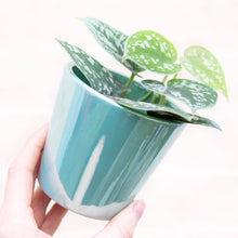 Load image into Gallery viewer, Aqua Daira Plant Pot 8cm
