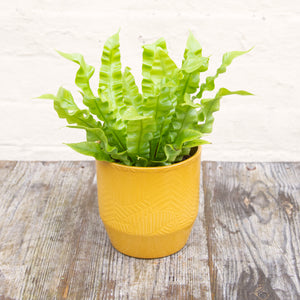 Asplenium 'Crispy Wave' - Pleated Bird's Nest Fern