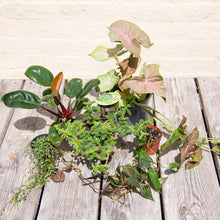 Load image into Gallery viewer, Wonky Houseplant Bargain Bundle - Mystery Selection!
