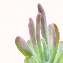 Load image into Gallery viewer, Kalanchoe Thyrsiflora &#39;Oricula&#39;
