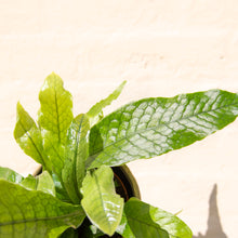 Load image into Gallery viewer, Microsorum ‘Crocodyllus’ - Crocodile Fern
