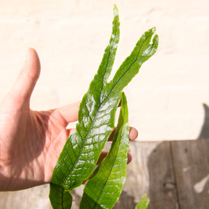 Microsorum ‘Crocodyllus’ - Crocodile Fern