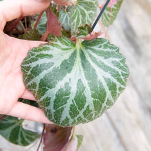 Load image into Gallery viewer, Saxifraga Stolonifera Hanging Pot
