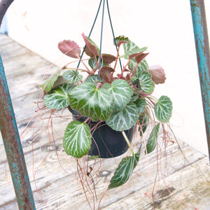 Saxifraga Stolonifera Hanging Pot