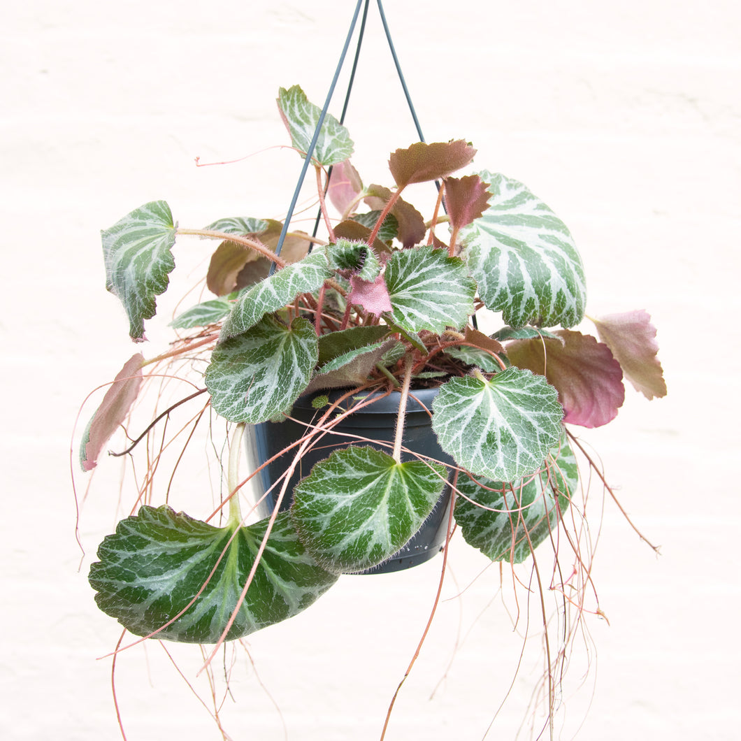 Saxifraga Stolonifera Hanging Pot