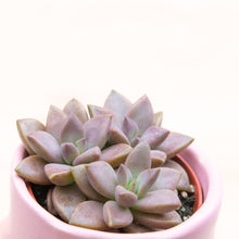 Load image into Gallery viewer, Sedum Bordeaux Heart
