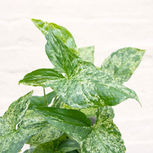 Load image into Gallery viewer, Syngonium Podophyllum Mottled &#39;Mojito&#39;
