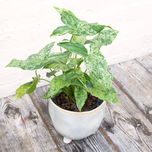 Syngonium Podophyllum Mottled 'Mojito'