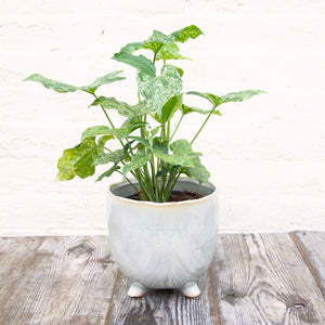 Syngonium Podophyllum Mottled 'Mojito'