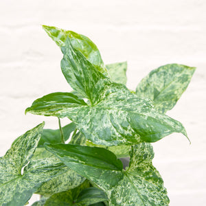 Syngonium Podophyllum Mottled 'Mojito'