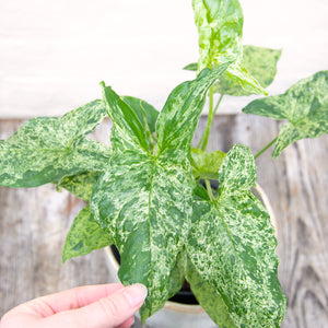 Syngonium Podophyllum Mottled 'Mojito'