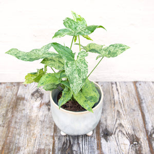 Syngonium Podophyllum Mottled 'Mojito'