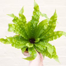 Load image into Gallery viewer, Asplenium &#39;Crispy Wave&#39; - Pleated Bird&#39;s Nest Fern
