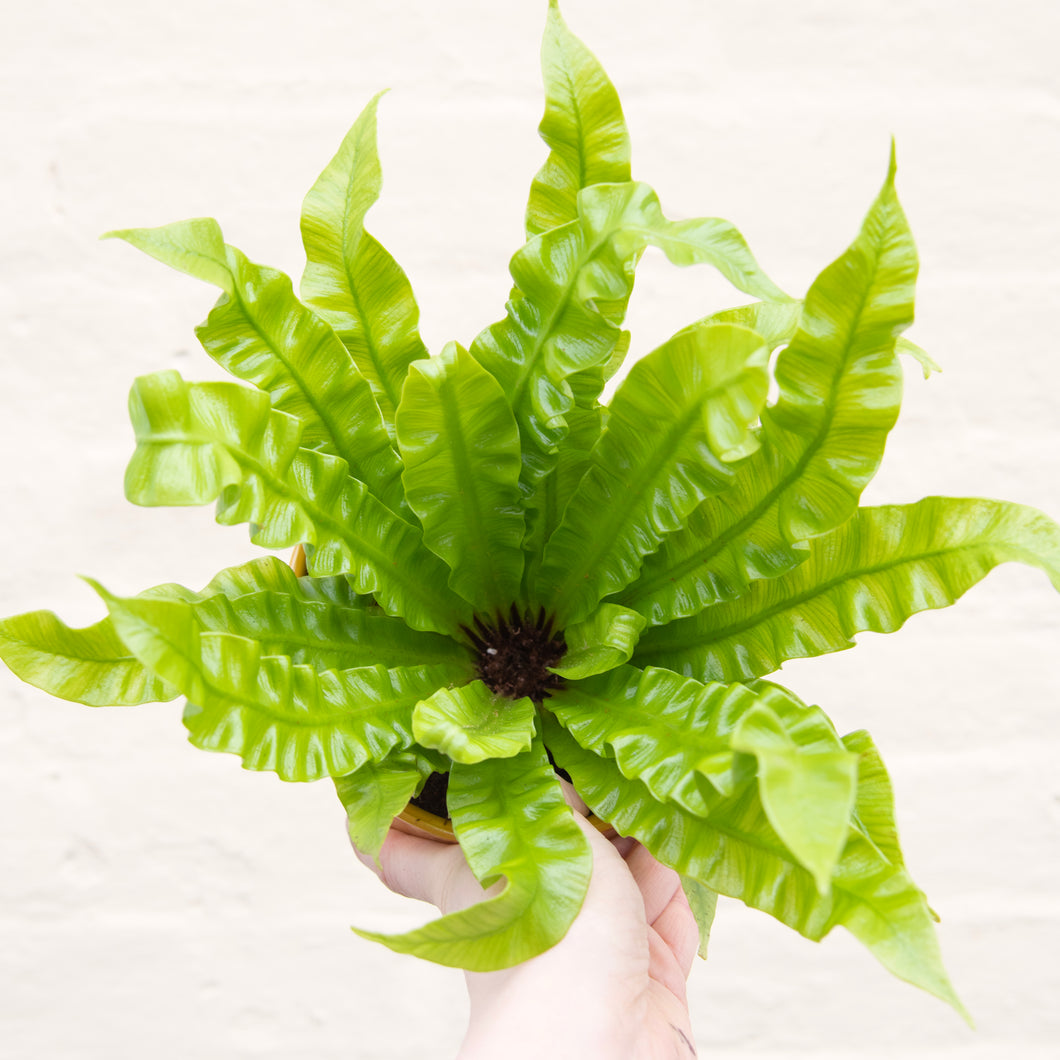 Asplenium 'Crispy Wave' - Pleated Bird's Nest Fern