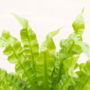 Asplenium 'Crispy Wave' - Pleated Bird's Nest Fern