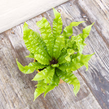 Load image into Gallery viewer, Asplenium &#39;Crispy Wave&#39; - Pleated Bird&#39;s Nest Fern
