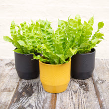 Load image into Gallery viewer, Asplenium &#39;Crispy Wave&#39; - Pleated Bird&#39;s Nest Fern
