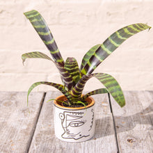 Load image into Gallery viewer, Vriesea Splendens (Baby Bromeliad)
