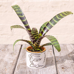 Vriesea Splendens (Baby Bromeliad)