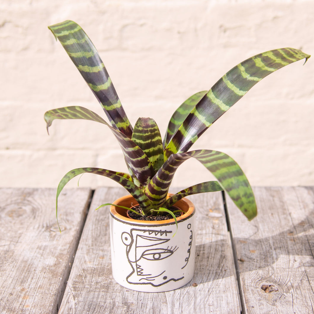 Vriesea Splendens (Baby Bromeliad)