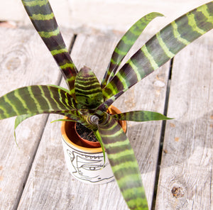 Vriesea Splendens (Baby Bromeliad)