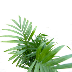 Chamaedorea Elegans 'Parlour Palm'