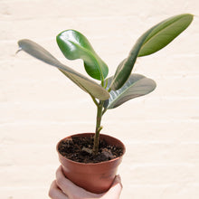 Load image into Gallery viewer, Wonky Houseplant Bargain Bundle - Mystery Selection!
