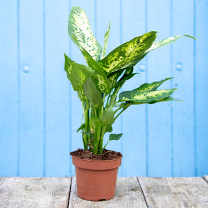 Dieffenbachia Compacta 'Dumb Cane'