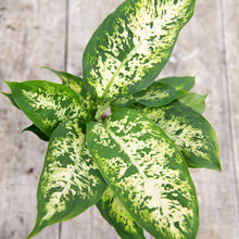 Load image into Gallery viewer, Dieffenbachia Compacta &#39;Dumb Cane&#39;
